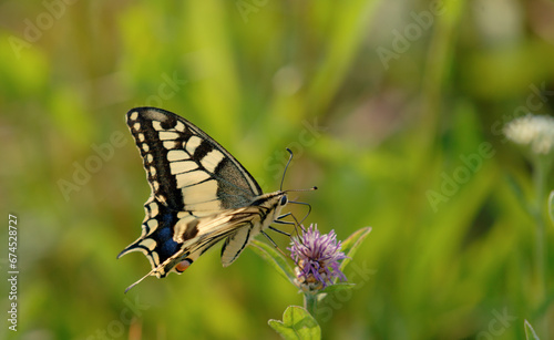 Schwalbenschwanz, Ritterfalter (Papilio machaon)