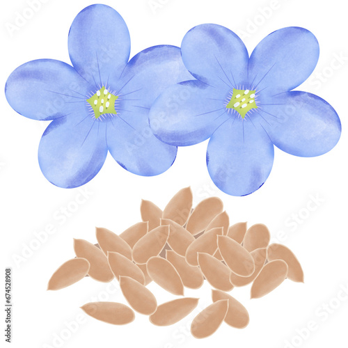 Several lying flax seeds, two blue flowers on white background.