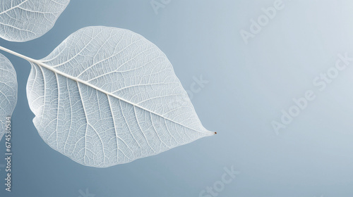 One white single leaf with structure in light blue background 