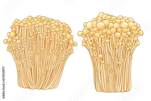 Golden needle mushroom  isolated on white background, vector illustration
