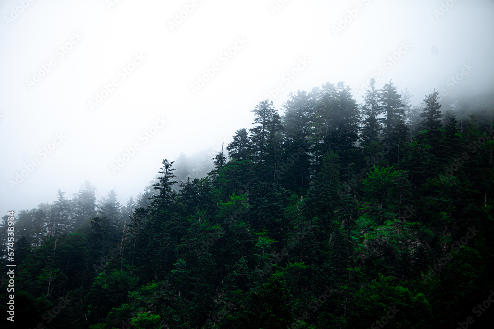 Bosque con niebla en los pirineos españoles