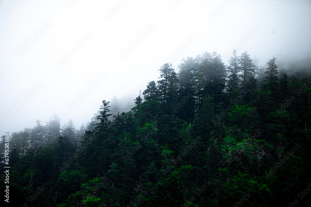 Bosque con niebla en los pirineos españoles Bosque con niebla en los pirineos españoles