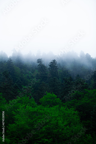 Morning fog over a beautiful lake surrounded by pine forest 