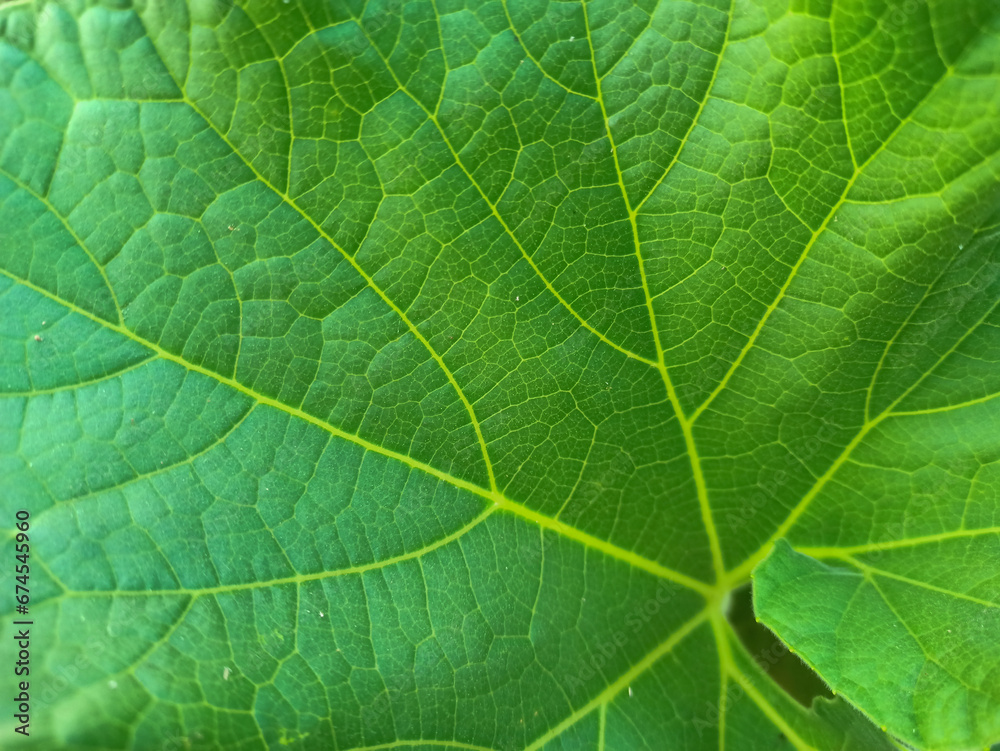 Bottle gourd leaf top view with green background. Close up of bottle gourd leaf. Micro photography of bottle gourd leaf.
green leaf texture. Bottle gourd leaf top view with green background. Close up of bottle gourd leaf. Micro photography of bottle gourd leaf.
green leaf texture.