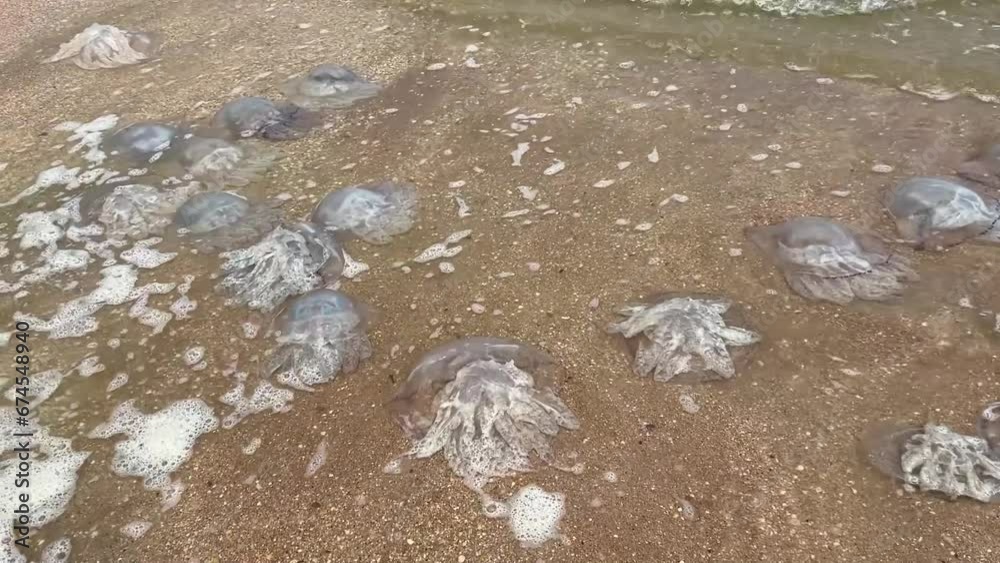 Large jellyfish washed up on the shore of the Sea of Azov Large jellyfish washed up on the shore of the Sea of Azov