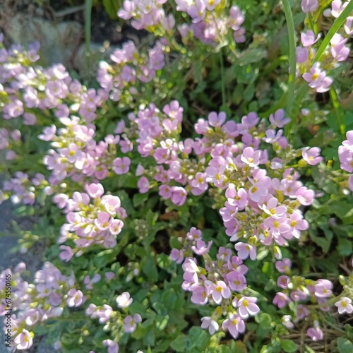 decorative blooming pink Arabis. Alpine groundcover plant . first spring flowers. Floral Wallpaper © Helen