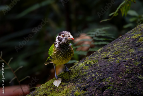 Arfak Catbird (Ailuroedus arfakianus) observed in Arfak Mountains in West Papua, Indonesia photo