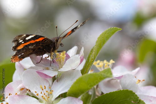 butterfly with open wings looking for nectar in the blossoms of an apple tree. background with bokeh. photo