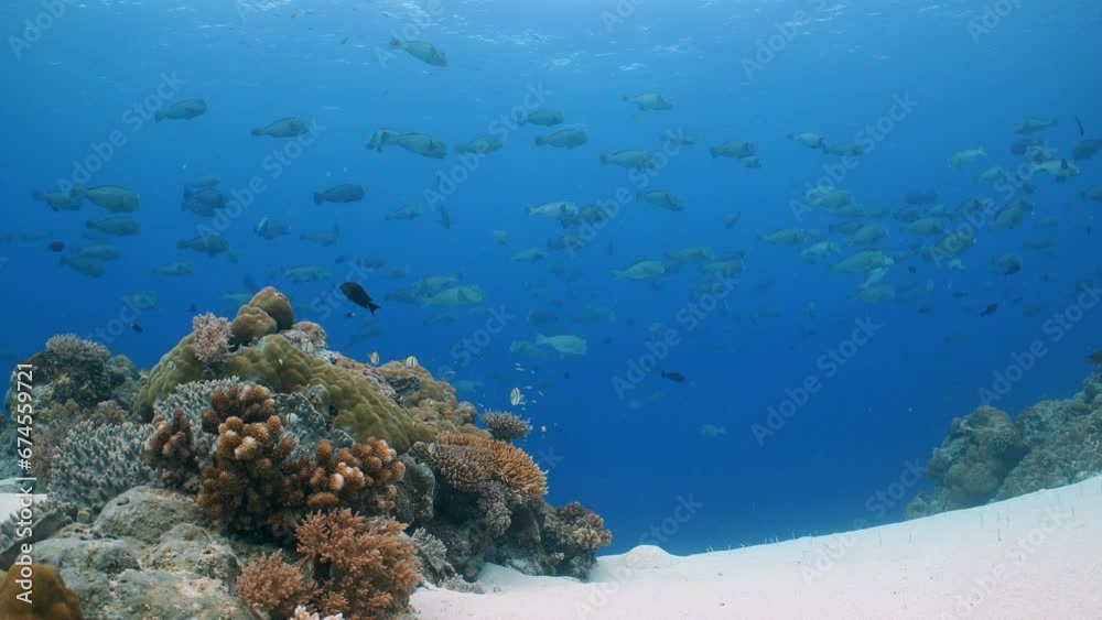 Underwater scene of coral reef with spawning aggregation of Bumphead ...
