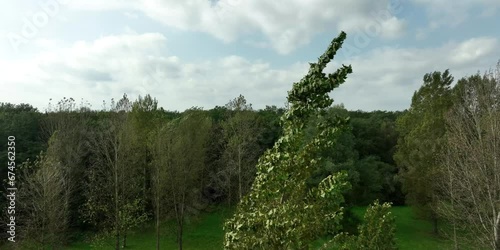 storm bending the poplar trees photo