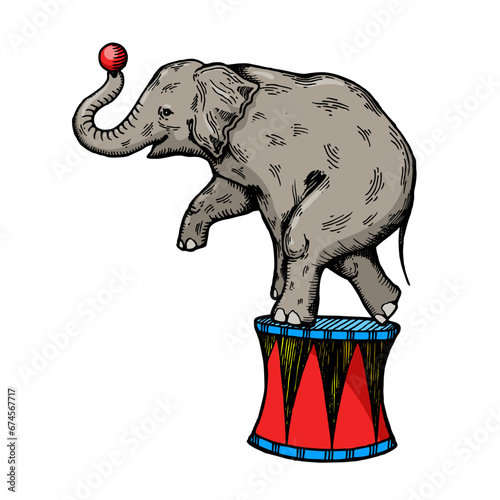 Circus elephant engraving sketch hand drawn color vector illustration. Scratch board style imitation. Hand drawn image.