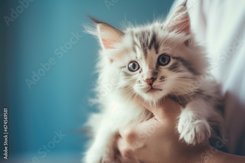 Little fluffy kitten at veterinarian's medical examination. Pet health closeup concept. Sick animal in veterinary clinic. Vet stroking domestic cat before procedure