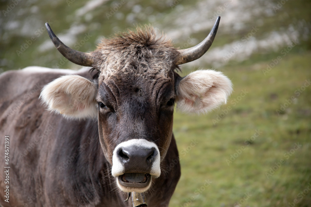Cos in the Dolomites, grazing on beautiful green meadow. Scenery from Tre Cime. Cos in the Dolomites, grazing on beautiful green meadow. Scenery from Tre Cime.
