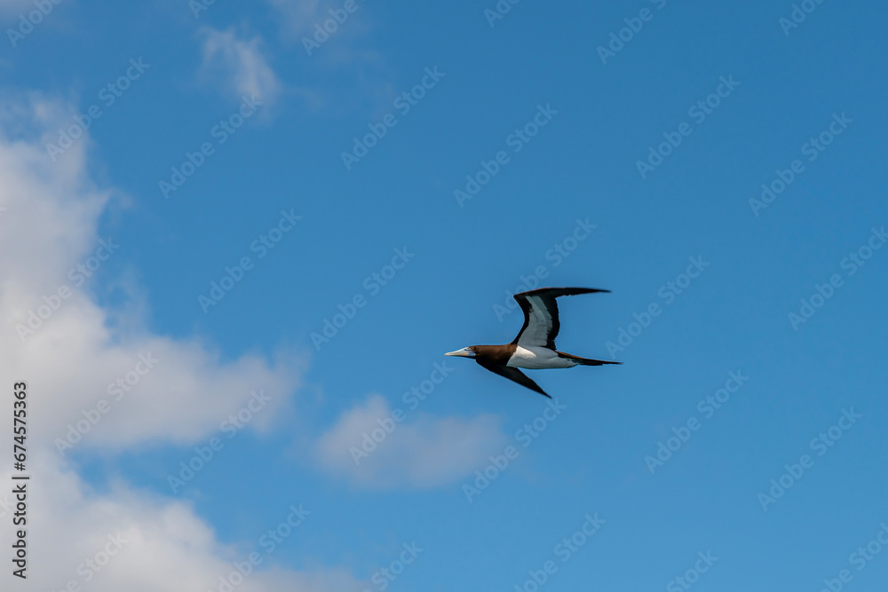 Brown Booby (Sula leucogaster) flying above the ocean against a blue sky with white clouds on a Summer's day in Kauaii, Hawaii, United States.
Brown Booby (Sula leucogaster) flying above the ocean against a blue sky with white clouds on a Summer's day in Kauaii, Hawaii, United States.