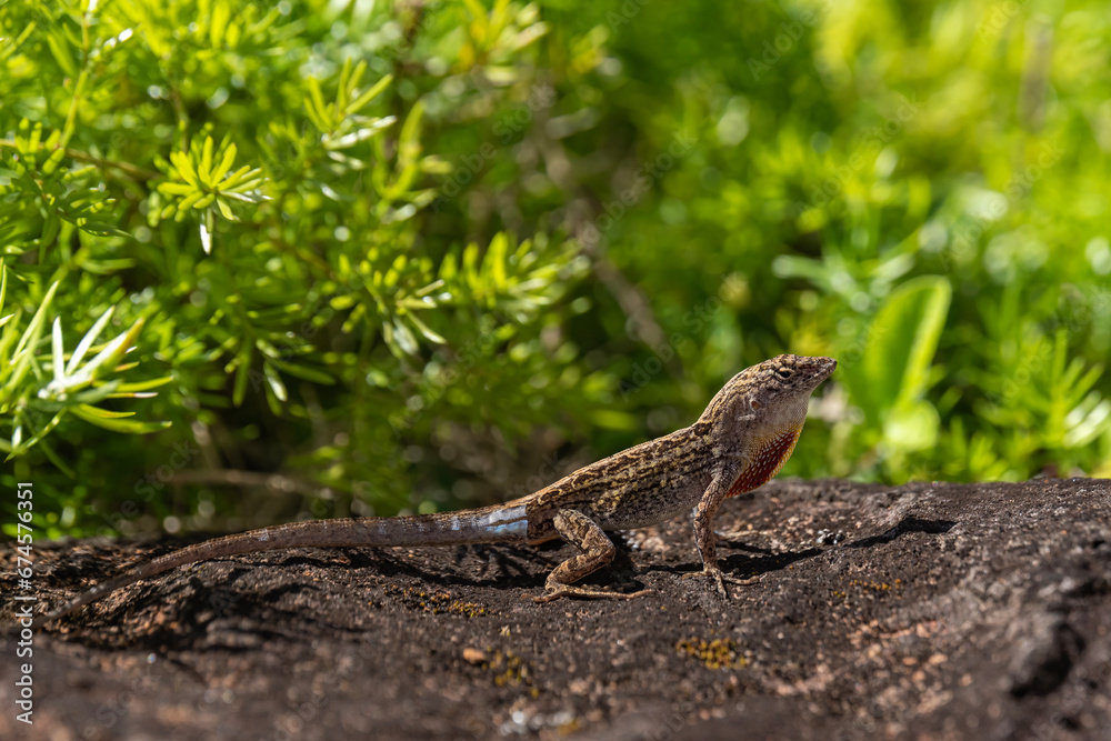A Brown Anole Lizard (Anolis sagrei) on a rock with a green background in Kauai, Hawaii, United States.
