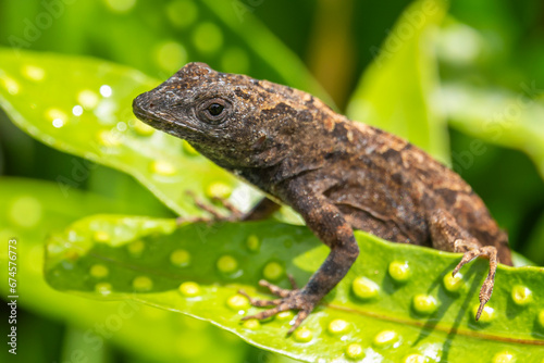 A Brown Anole Lizard  Anolis sagrei  on a leaf with a green background in Kauai  Hawaii  United States. 