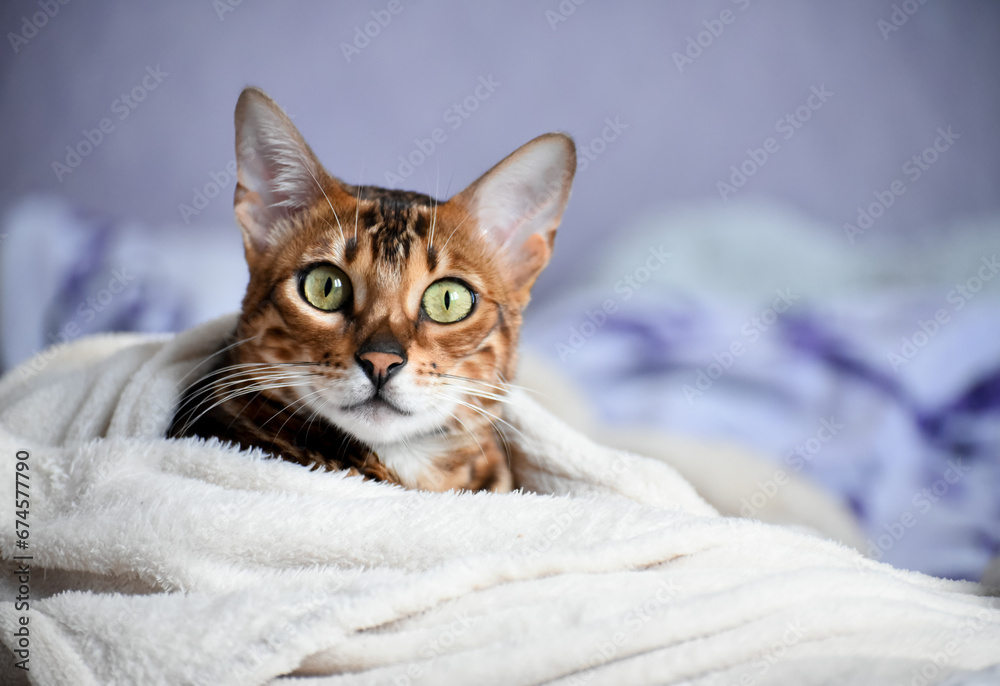 Portrait of adult  bengal kitten covered in white blanket, cute cat has a rest at home . Winter and autumn cold time.