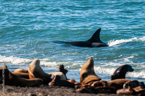 Killer Whale, Orca, hunting a sea lions , Peninsula Valdes, Patagonia Argentina