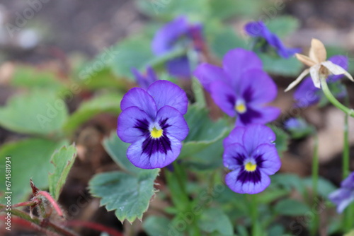  Purple puppy flower in the wild garden surrey UK. Nice warm spring sunshine day