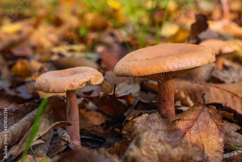 Lactarius tabidus mushroom in autumn forest