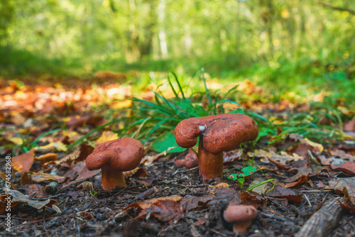 Lactarius tabidus mushroom in autumn forest photo