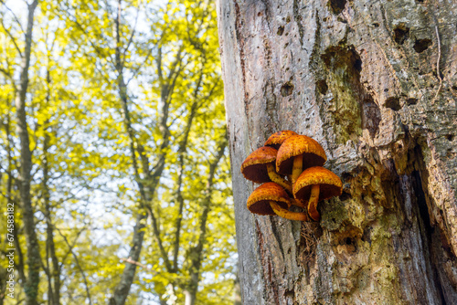 Pholiota adiposa edible mushrooms on tree in forest photo