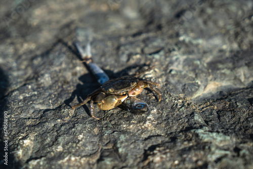A small crab sits on a stone. © Сергей Косилко