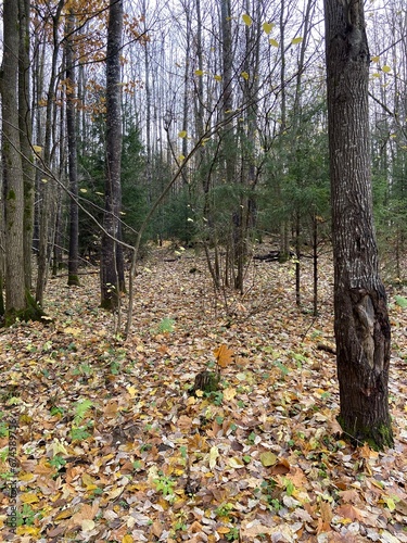 autumn in the forest