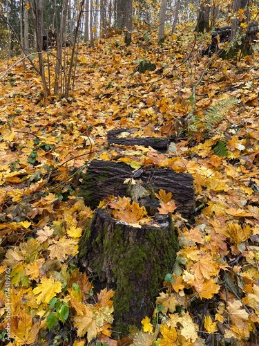 autumn in the forest