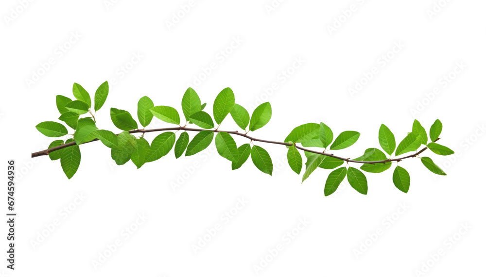 green leaves branch isolated on transparent background cutout
