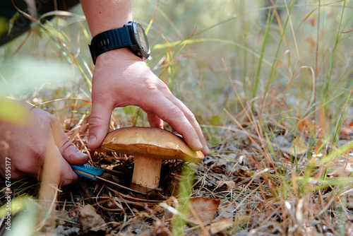 Bolete forest mushroom in the grass photo