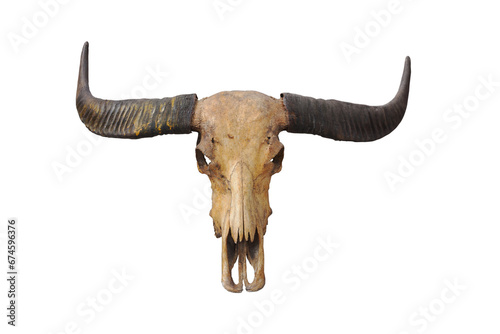 black shadow, shadow, Skull, dead buffalo, skull, old, black, horn, isolated from the background clipingpart