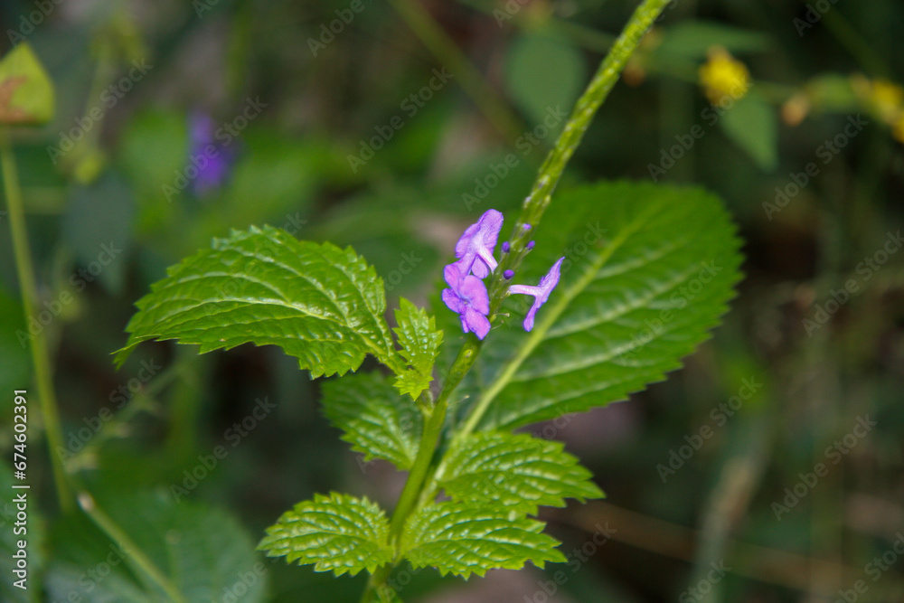 Stachytarpheta urticifolia (nettleleaf velvetberry) Stachytarpheta urticifolia (nettleleaf velvetberry)