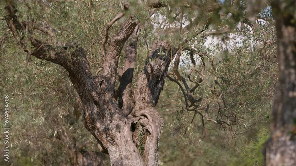Secular olive tree ready for harvest and production of extra virgin oil Secular olive tree ready for harvest and production of extra virgin oil