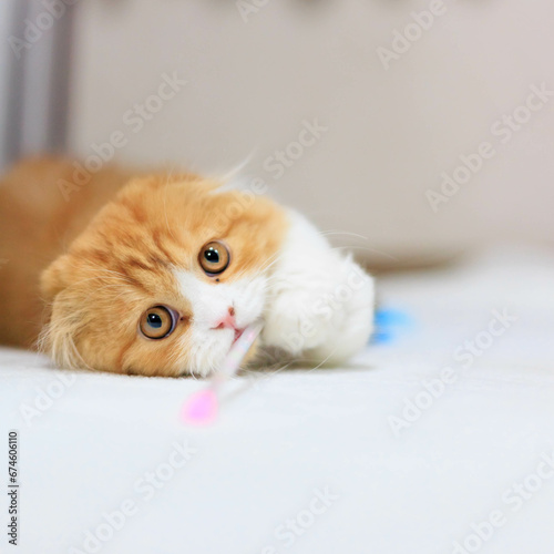 玩具で遊ぶスコティッシュフォールドの子猫