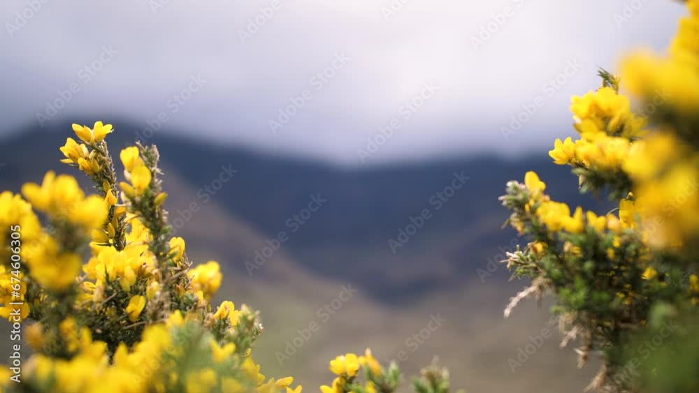 Fleurs jaunes au vent avec montagnes irlandaises en fond 2. Filmé dans le Connemara en Irlande.