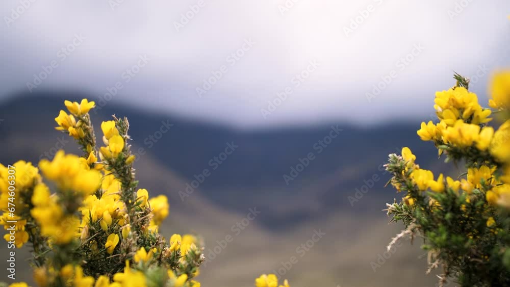 Fleurs jaunes au vent avec montagnes irlandaises en fond 1. Filmé dans le Connemara en Irlande avec un Lumix GH5