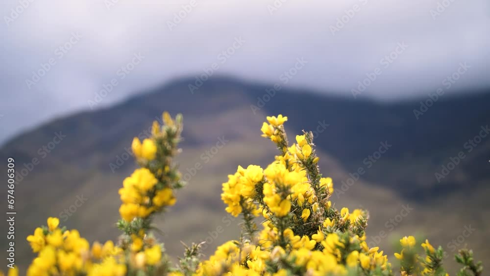 Fleurs jaunes au vent dans les montagnes Irlandaises. Filmé dans le Connemara en Irlande.