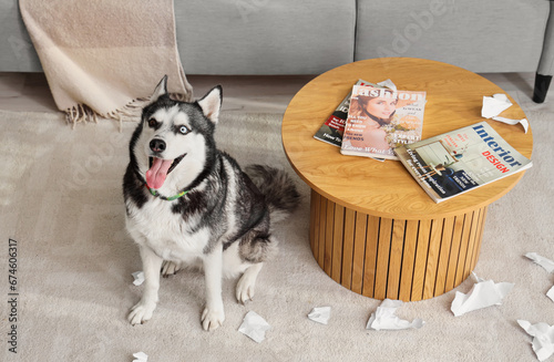 Naughty Husky dog with torn...