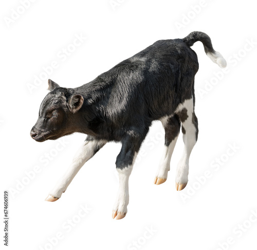png. cheerful jumping black calf with white spots. photo