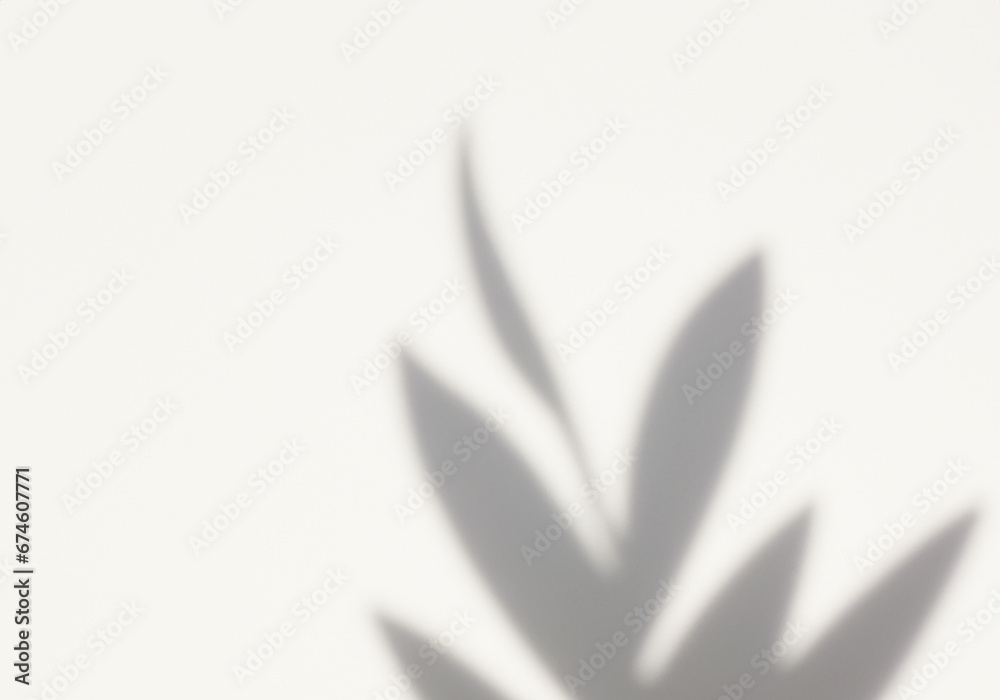 光が差し込む明るい室内と観葉植物の影 光が差し込む明るい室内と観葉植物の影