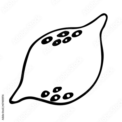 Hand drawn doodle fruit lemon. Black sketch isolated on white background
