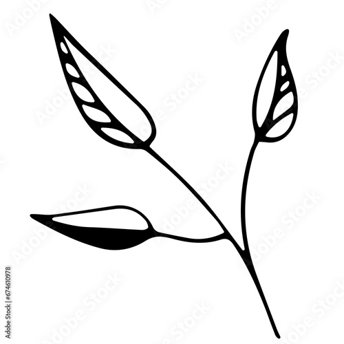 Hand drawn doodle tropical leaf. Black sketch isolated on white background