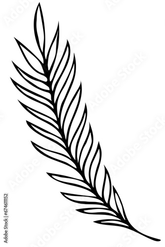 Hand drawn doodle tropical leaf. Black sketch isolated on white background