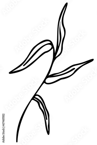 Hand drawn doodle tropical leaf. Black sketch isolated on white background