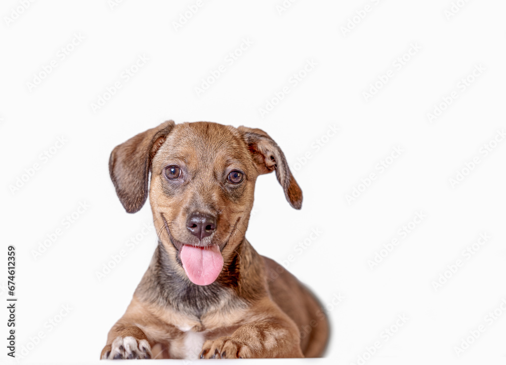 outbred ginger puppy smiling on a white background outbred ginger puppy smiling on a white background
