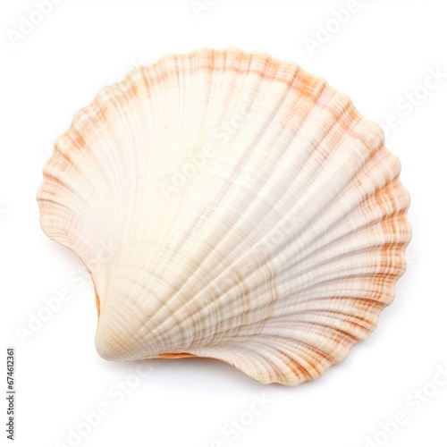 Shell isolated on a white background. Cerastoderma edule cutout © Nataliya
