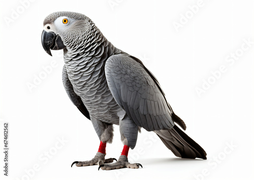 African Grey Parrot isolated on white background