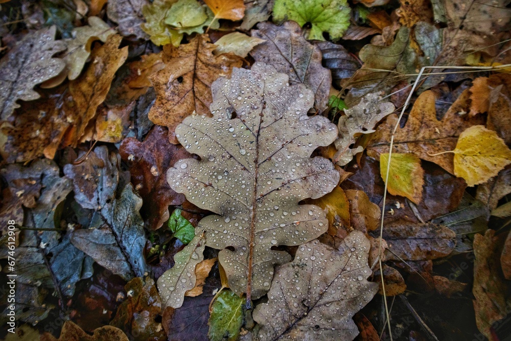 background of autumn leaves after rain