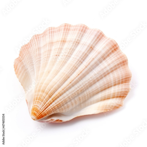 Shell isolated on a white background. .